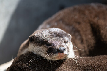 可愛いカワウソ