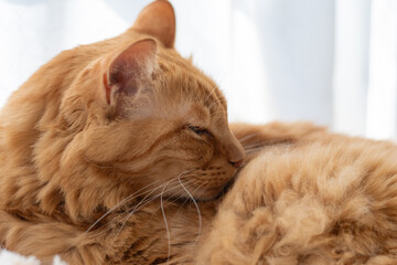 窓辺で眠る可愛い猫　茶トラ猫