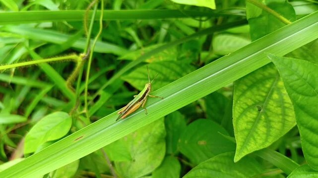 a grasshopper landed on a weed leaf