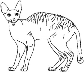 illustration of rex cat