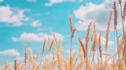 Fototapeta premium A Beautiful Expansive View of Golden Wheat Field Under a Clear Blue Sky in Nature's Splendor