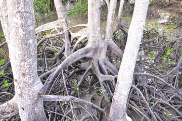 mangrove, Mangrove forest, wild mangrove forest, Mangrove forests are ecosystems