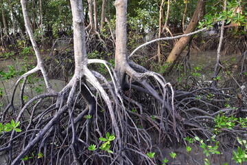 mangrove, Mangrove forest, wild mangrove forest, Mangrove forests are ecosystems