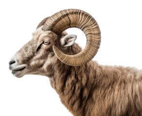 PNG Sheep livestock animal mammal.