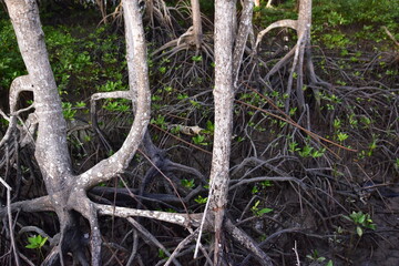mangrove, Mangrove forest, wild mangrove forest, Mangrove forests are ecosystems