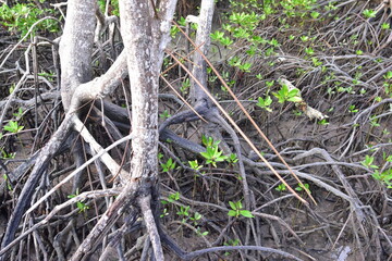 mangrove, Mangrove forest, wild mangrove forest, Mangrove forests are ecosystems