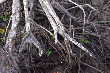 mangrove, Mangrove forest, wild mangrove forest, Mangrove forests are ecosystems