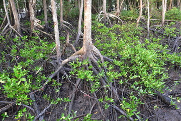 mangrove, Mangrove forest, wild mangrove forest, Mangrove forests are ecosystems