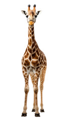 Fototapeta premium PNG Giraffe wildlife animal mammal transparent background