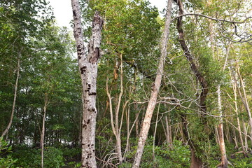 mangrove, Mangrove forest, wild mangrove forest, Mangrove forests are ecosystems