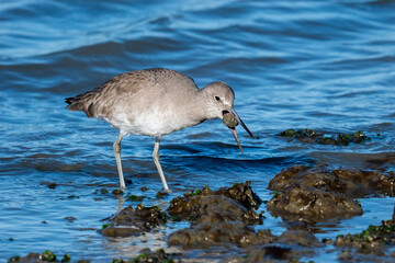 Willet hunting  clams during low tide 
