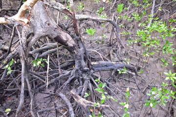 mangrove, Mangrove forest, wild mangrove forest, Mangrove forests are ecosystems