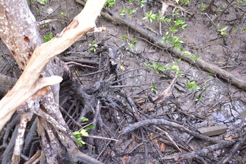 mangrove, Mangrove forest, wild mangrove forest, Mangrove forests are ecosystems