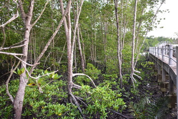 mangrove, Mangrove forest, wild mangrove forest, Mangrove forests are ecosystems