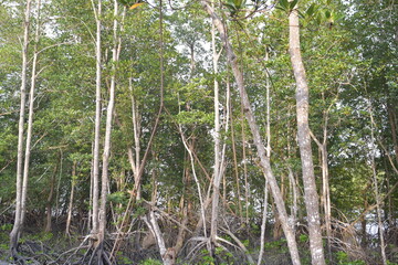 Fototapeta premium mangrove, Mangrove forest, wild mangrove forest, Mangrove forests are ecosystems