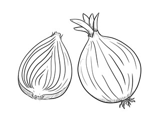 onion digital illustration drawing isolated