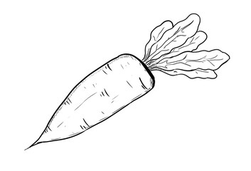 radish digital illustration drawing isolated