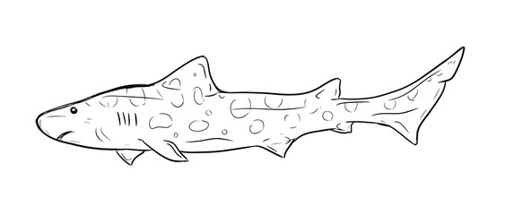 leopardshark digital illustration drawing isolated
