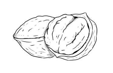 walnut digital illustration drawing isolated