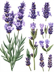 Naklejka premium Lavender floral illustration with multiple stems and flowers on a plain white background