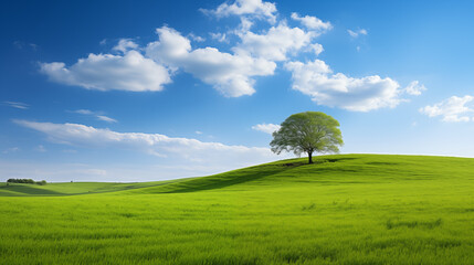 Obraz premium Field and blue sky. Meadow and clouds. Field landscape