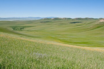 Fototapeta premium Expansive Green Prairie Landscape Under Clear Blue Sky