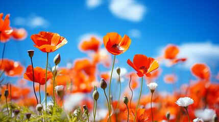 Obraz premium meadow with red poppies blue sky in the background. poppies field