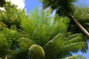 Brazillian fire tree, Brazillian fern tree