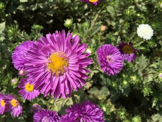 The summer sun illuminates a flowerbed of blooming multi-colored aster flowers