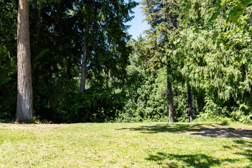 Park scenery with grassland and fresh green forest in bright summer day