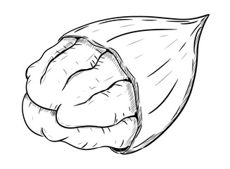 pecan nut digital illustration drawing isolated