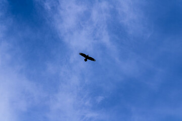 Eagle soars in the blue sky.