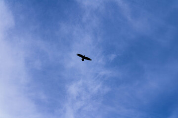 The eagle soars in the sky.