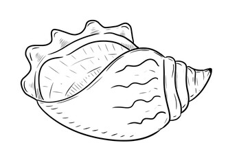 conch drawing digital illustration isolated