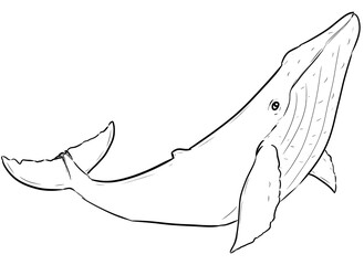 humpback whale drawing digital illustration isolated