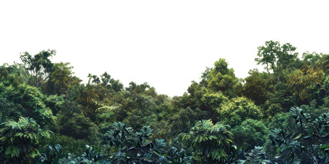 PNG Amazon forest landscape nature scenery natural.