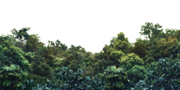 PNG Amazon forest landscape nature scenery natural.