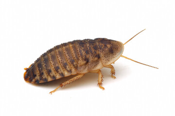 Cockroaches isolated on white background, Argentinian wood roach on isolated background, Blaptica dubia close-up, Cockroaches top view