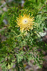 Australian native yellow flower 