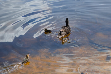 duckling catching up to family in lake 