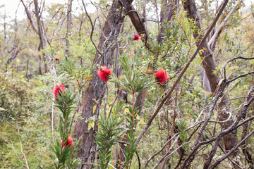 Australian native flora in the bush - bottlebrush 