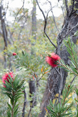 Red Callistemon Bottlebrush in the bush 