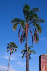 palm tree on the sky