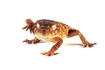 Centralian rough knob-tail gecko (Nephrurus amyae) isolated on white background, Nephrurus amyae or centralian rough knob-tailed gecko isolated on white background