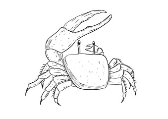 fiddler crab drawing digital illustration isolated © mbahran