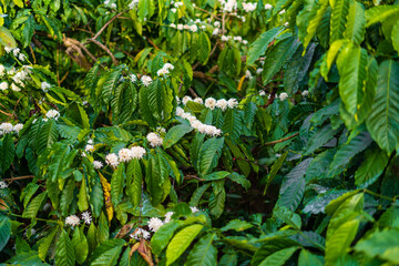 Fototapeta premium Coffee plant flower in coffee plantation in Mudigere, Karnataka, India.