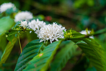Coffee plant flower in coffee plantation in Mudigere, Karnataka, India.