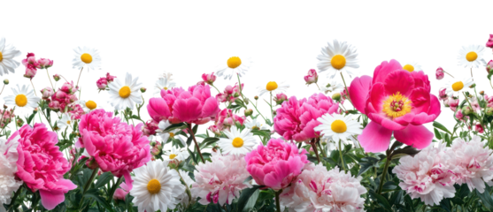 PNG Peonies daisies daisy peony.
