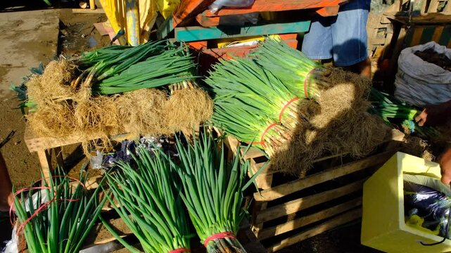 Fresh bundles of green onions displayed on wooden crates at a Philippine market, highlighting farm-fresh produce, sustainable agriculture, and vibrant market scenes for culinary footage.