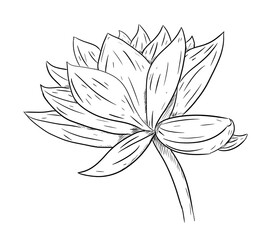 lotus digital drawing illustration isolated